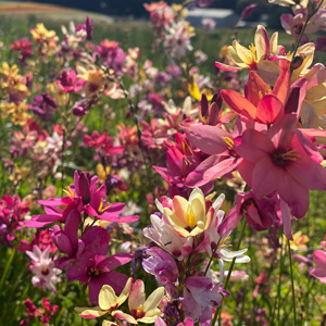 Ixia Mixed – Pre-order
