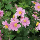 Japanese Windflower Anemone Serenade P75aneser - Garden Express Australia
