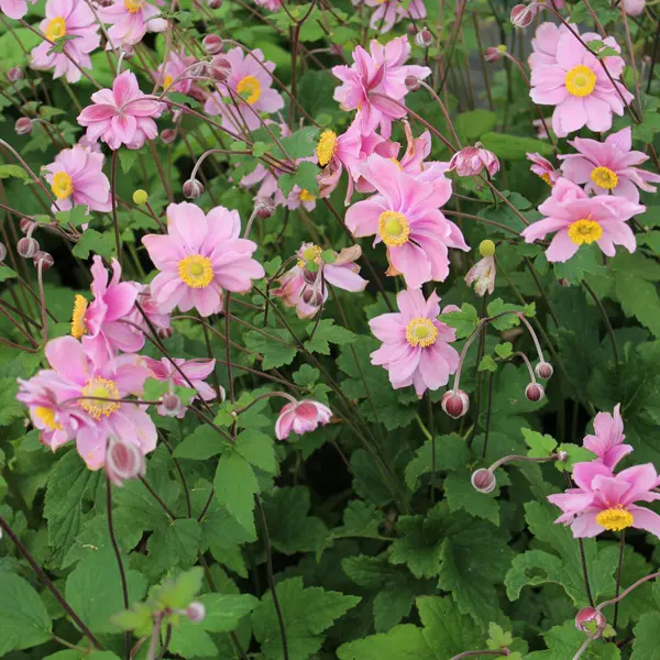 Japanese Windflower- Anemone Serenade