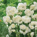 Jonquil Erlicheer 17 - Garden Express Australia