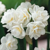 Jonquil Erlicheer – Pre-order
