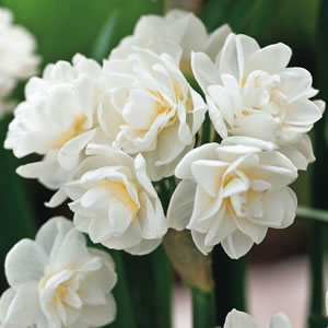 Jonquil Erlicheer – Pre-order