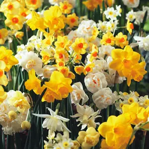 Jonquil Mixed – Pre-Order