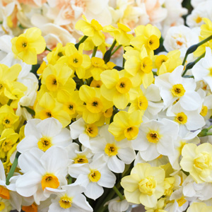 Jonquil Mixed – Pre-order