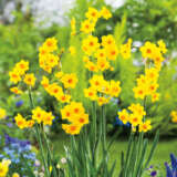 Jonquil Soleil Dor Pkjonsdo 2018 - Garden Express Australia