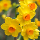 Jonquil Soliel Dor – Pre-Order