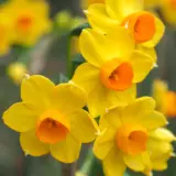 Jonquil Soliel Dor – Pre-Order Jonquil Soliel Dor – Pre-Order