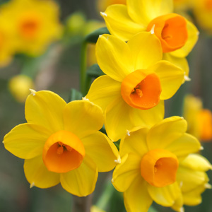 Jonquil Soliel Dor – Pre-Order