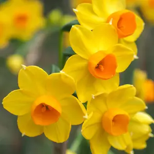 Jonquil Soliel Dor – Pre-Order