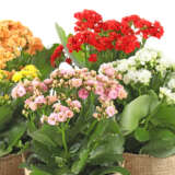 Kalanchoe - Garden Express Australia