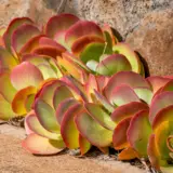 Kalanchoe Bronze Sculpture Lpokalbsc - Garden Express Australia