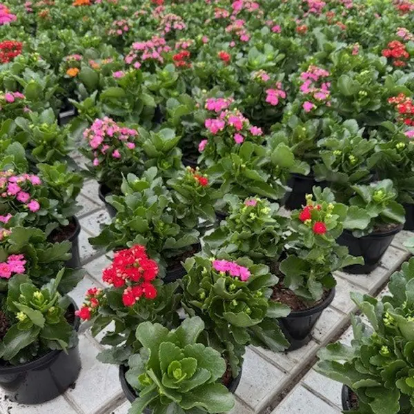 Kalanchoe Triple Treat Kalanchoe Triple Treat