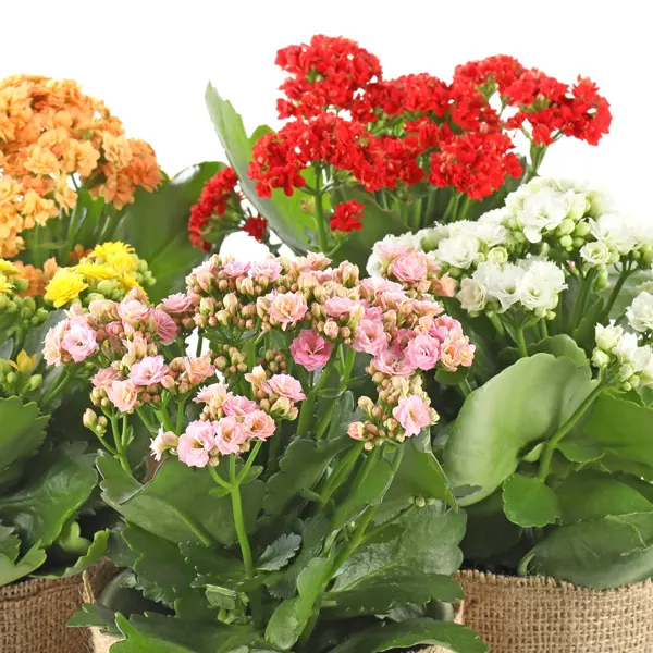 Kalanchoe Triple Treat Kalanchoe Triple Treat