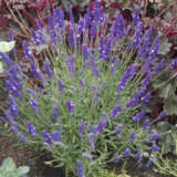 Lavender Out Of The Blue Aromatico Blue