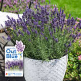 Lavender Aromatico Blue P10lavabl Withlabel - Garden Express Australia