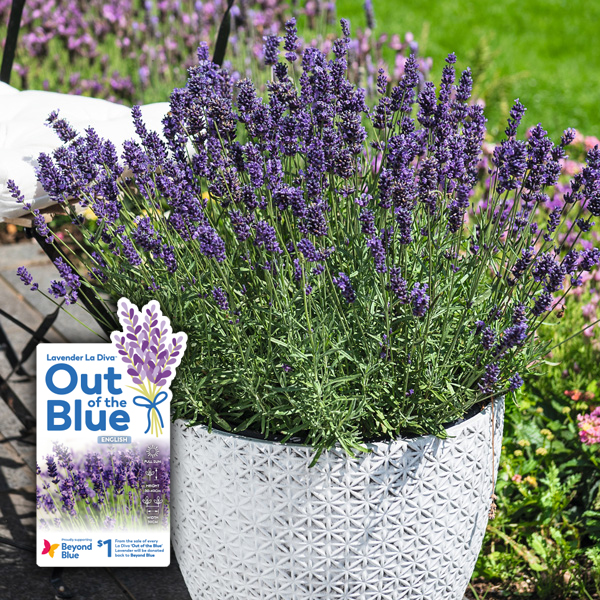Lavender Out Of The Blue Aromatico Blue