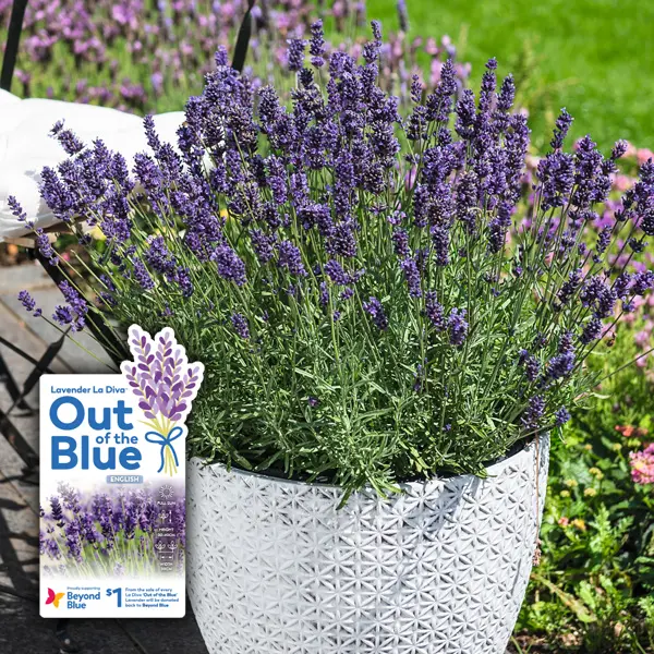 Lavender Out Of The Blue Aromatico Blue Lavender Out Of The Blue Aromatico Blue