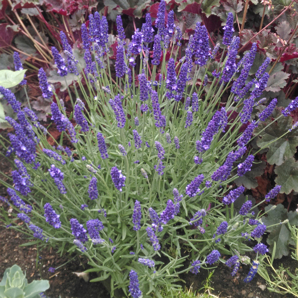 Lavender Out Of The Blue Aromatico Blue