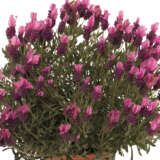 Lavender Out Of The Blue La Diva Deep Rose