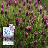 Lavender La Diva Deep Rose P10lavdro Withlabel - Garden Express Australia