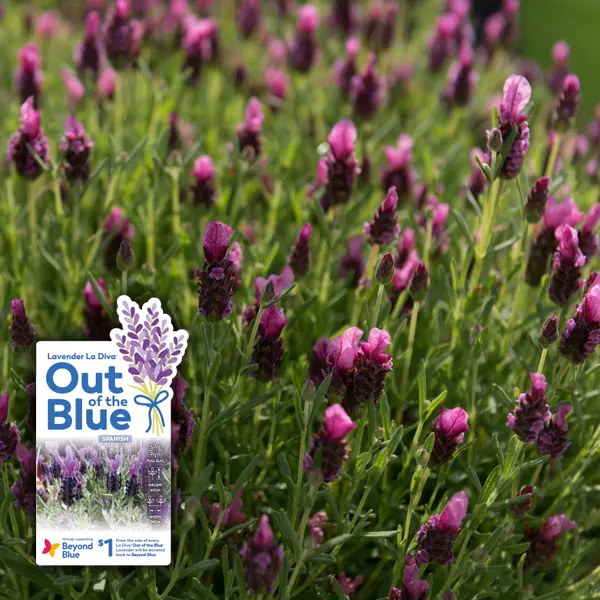 Lavender Out Of The Blue La Diva Deep Rose