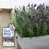 Lavender La Diva Purple P10lavpur Withlabel - Garden Express Australia