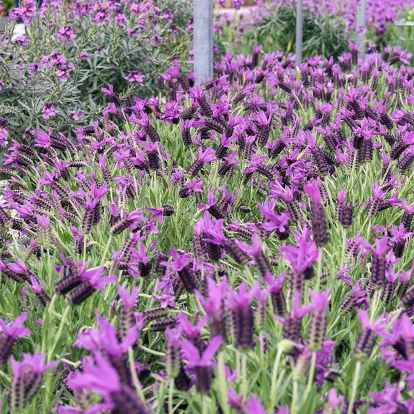 Lavender Out Of The Blue La Diva Purple