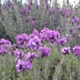 Lavender Lavish Double Blue P14lavldb - Garden Express Australia