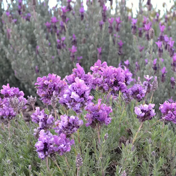 Lavender Lavish Double Blue (pbr)