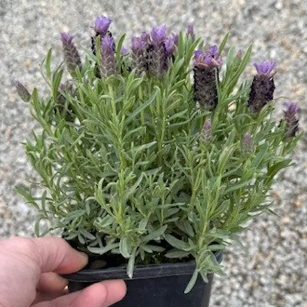 Lavender Lavish Double Blue (pbr)