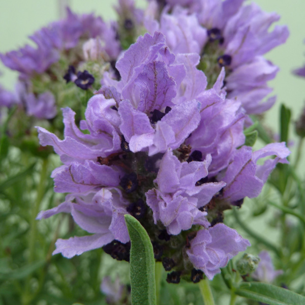 Lavender Lavish Double Blue (pbr)