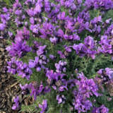 Lavender Lavish Double Purple P14lavldp - Garden Express Australia