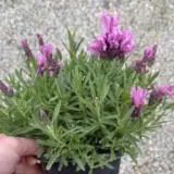 Lavender Lavish Double Rose (Pbr) Lavender Lavish Double Rose (Pbr)