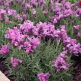 Lavender Lavish Double Rose P14lavldr - Garden Express Australia