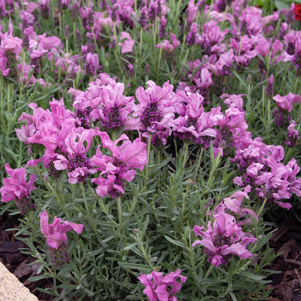 Lavender Lavish Double Rose (pbr)