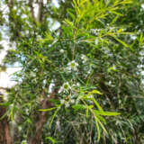 Leptospermum Petersonii Lemon Scented Tea Tree Lpoleppet - Garden Express Australia