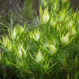 Leucadendron Yellow Countess Lpolcdyco - Garden Express Australia