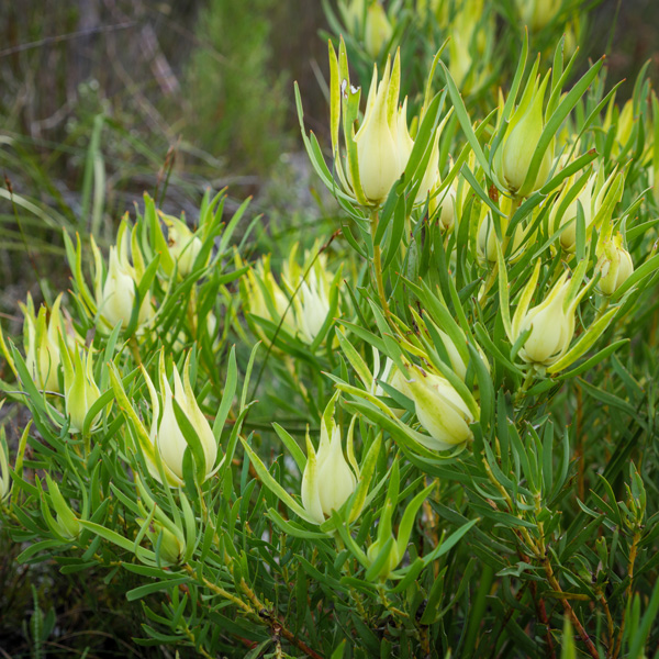 Leucadendron Yellow Countess