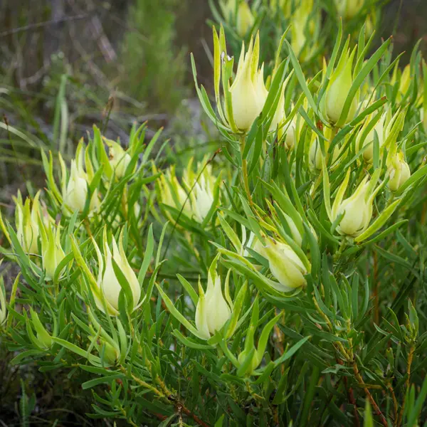 Leucadendron Yellow Countess Leucadendron Yellow Countess