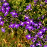 Lobelia Dark Violet P14lobdvi - Garden Express Australia