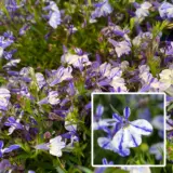 Lobelia Rift Blue Bicolour Lobelia Rift Blue Bicolour