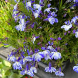 Lobelia Rift Blue Bicolour P14lobrbb - Garden Express Australia