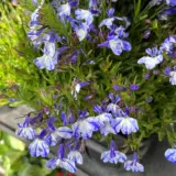 Lobelia Rift Blue Bicolour P14lobrbb - Garden Express Australia
