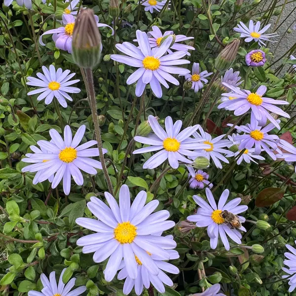Mauve Marguerite- Felicia Mauve Cloud