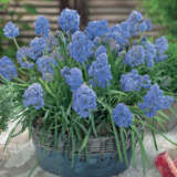 Muscari Fantasy Creation Pkmusfcr 2019 - Garden Express Australia