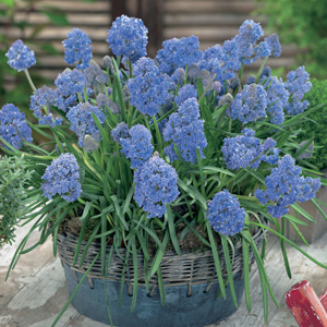 Grape Hyacinth Fantasy Creation – Pre-order
