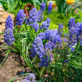 Grape Hyacinth Fantasy Creation – Pre-order