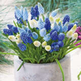 Muscari Magiccarpet Mixed Pkmusmcm 2017 - Garden Express Australia