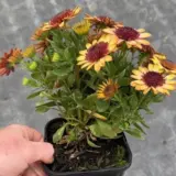 Osteospermum 3d Banana Shake 140mm Osteospermum 3d Banana Shake 140mm