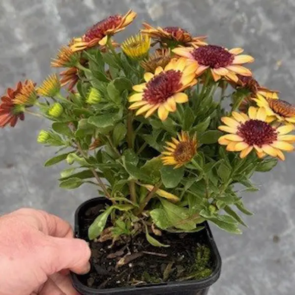 Osteospermum 3d Banana Shake 140mm